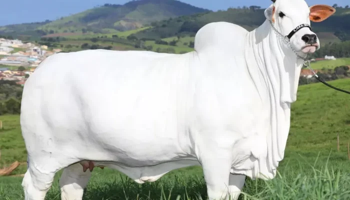 vaca-zebu.webp.webp vaca-zebu.webp.webp