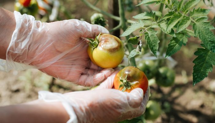 virose-do-tomate-blog-green-place-tomates-doente-scaled.jpg virose-do-tomate-blog-green-place-tomates-doente-scaled.jpg